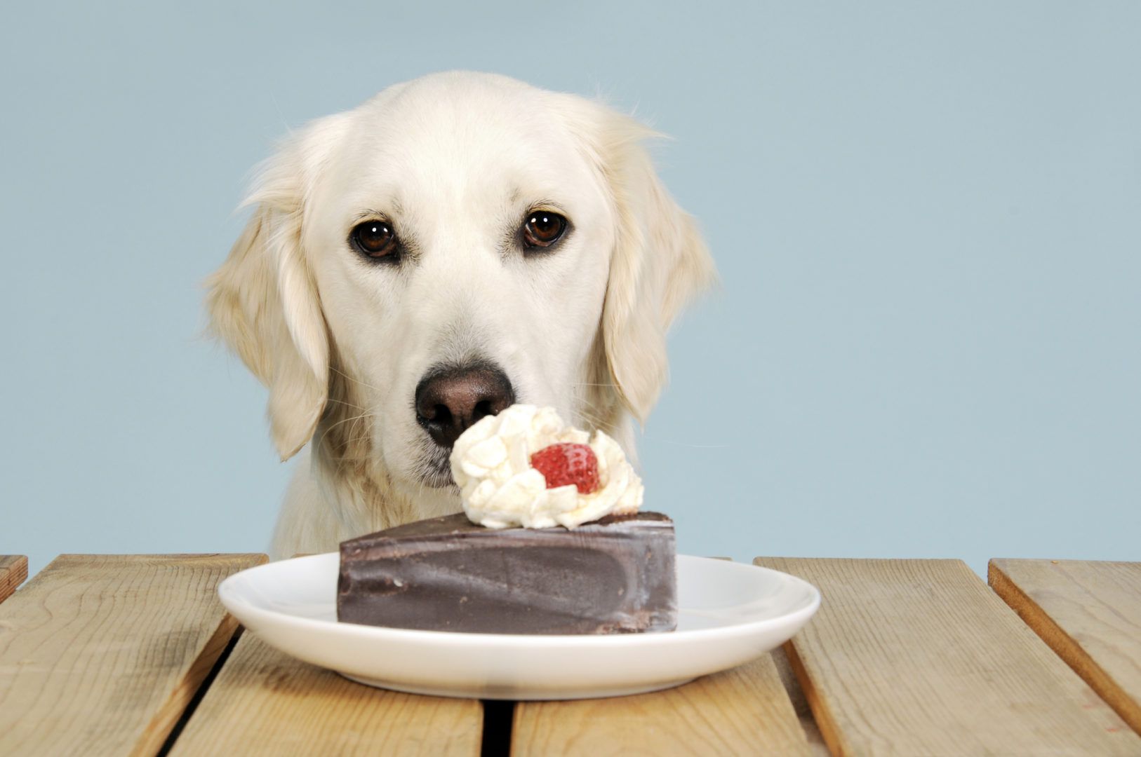 What Cake Can Dogs Eat